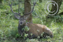 Red Deer Stag